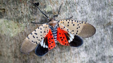 are lantern flies from china